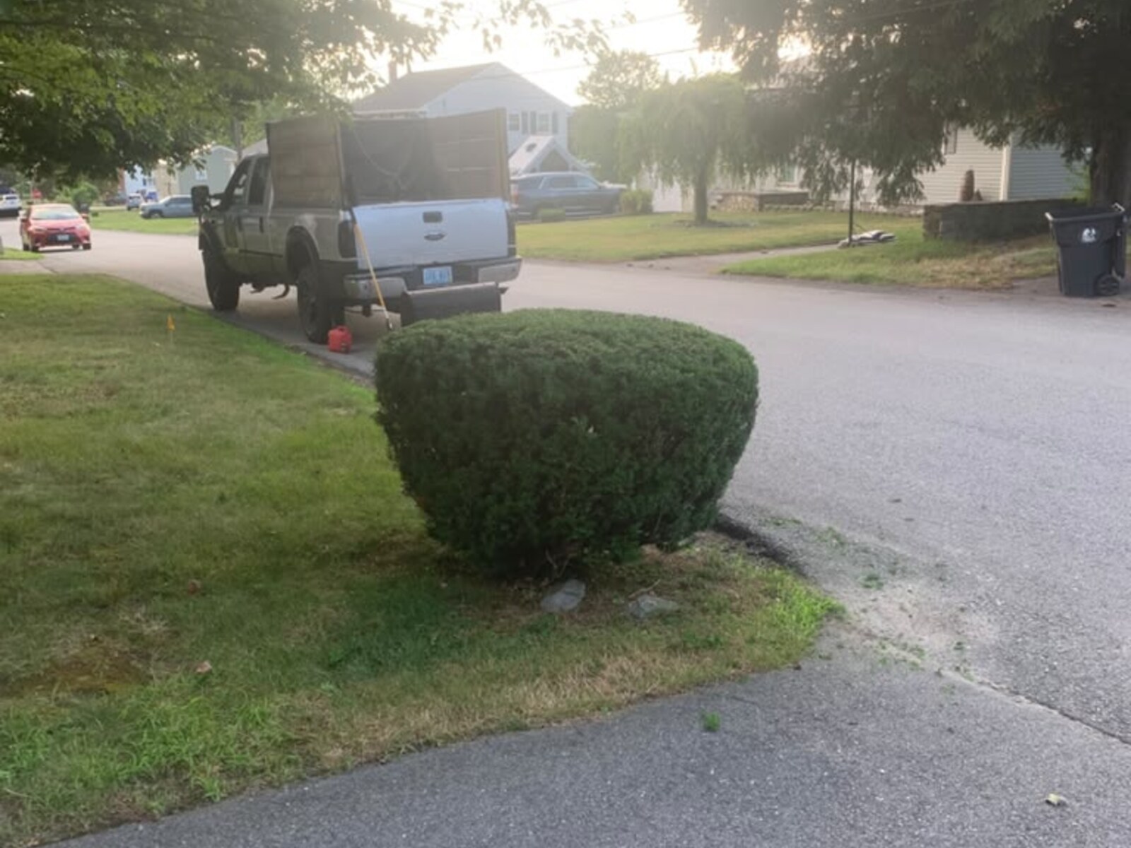 Neatly trimmed tree in a residential yard